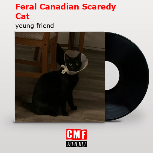young friend - feral canadian scaredy cat: lyrics and songs